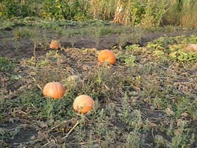 Фото: гарбузи на городі