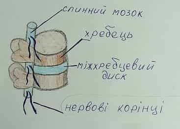 Фото: схематичний малюнок хребта.