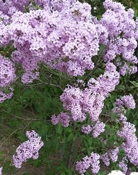Народна медицина.