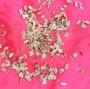 Фото: насіння кропу.